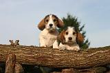 PTIT BASSET GRIFFON V.  059